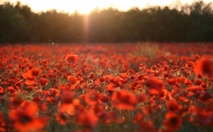 poppy-field-pictures-1